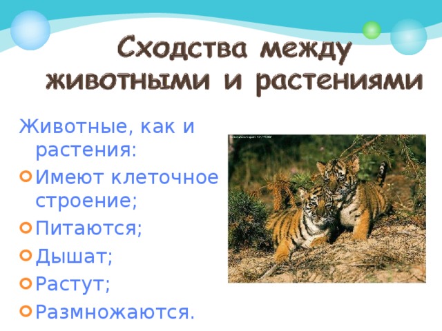 Животные, как и растения: Имеют клеточное строение; Питаются; Дышат; Растут; Размножаются.  