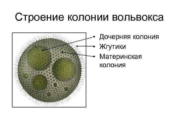 Строение вольвокса рисунок