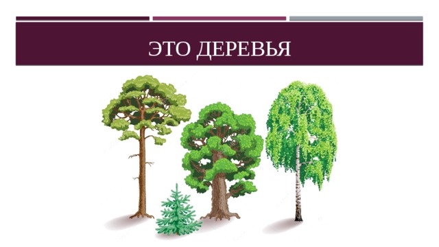 Это деревья 