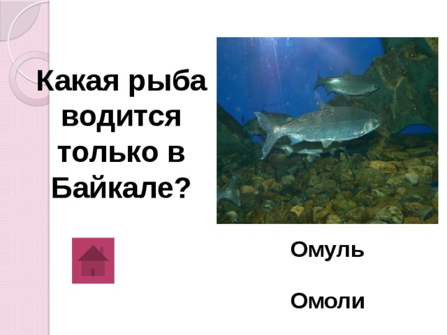 Какая рыба водится только в Байкале? Омуль Омоли 