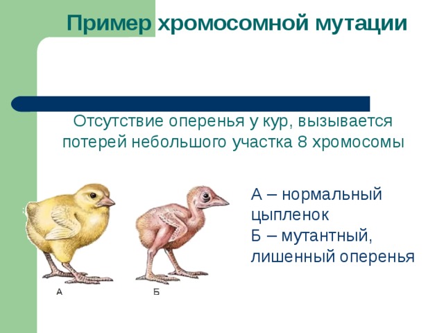 Мутационная изменчивость примеры. Мутационная изменчивость хромосомные мутации. Мутационная изменчивость примеры у животных. Хромосомная изменчивость.