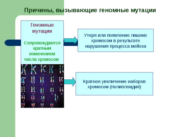 Кратное увеличение числа хромосом. Утеря или появление лишних хромосом в результате нарушения мейоза. Причины возникновения геномных мутаций. Причины появления лишней хромосомы. Причины которые вызывают геномные мутации.