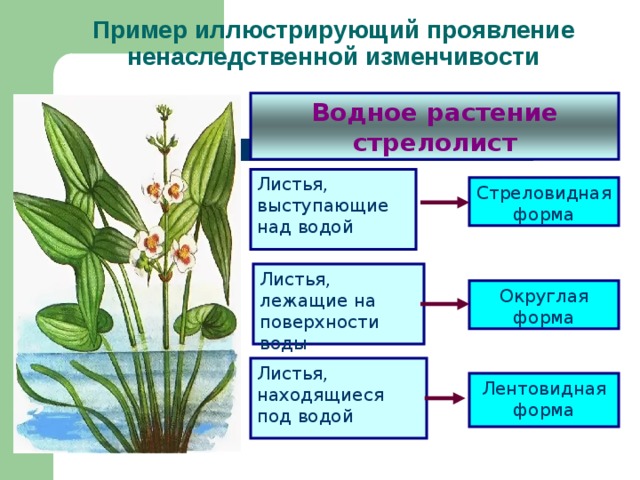 На рисунке изображен стрелолист с листьями разных форм 1 2 3 какая форма изменчивости