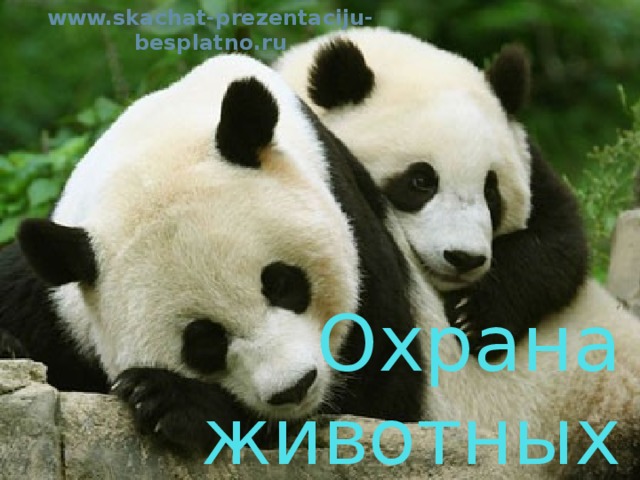 www.skachat-prezentaciju-besplatno.ru Охрана животных 
