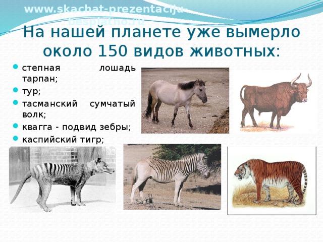 www.skachat-prezentaciju-besplatno.ru На нашей планете уже вымерло около 150 видов животных: степная лошадь тарпан; тур; тасманский сумчатый волк; квагга - подвид зебры; каспийский тигр; 