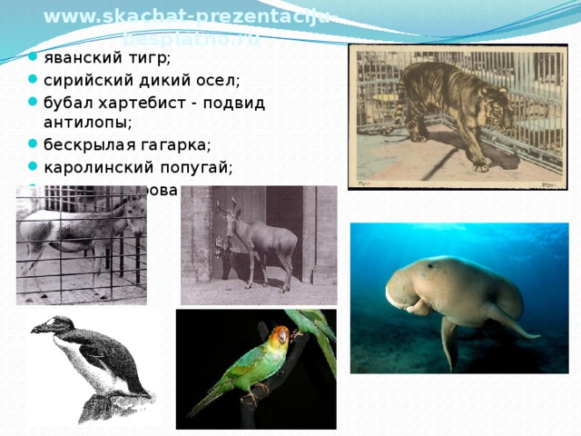 www.skachat-prezentaciju-besplatno.ru яванский тигр; сирийский дикий осел; бубал хартебист - подвид антилопы; бескрылая гагарка; каролинский попугай; морская корова и другие. 