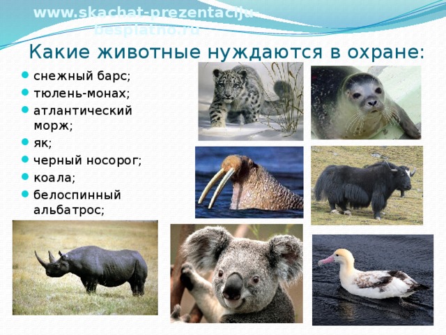 www.skachat-prezentaciju-besplatno.ru Какие животные нуждаются в охране: снежный барс; тюлень-монах; атлантический морж; як; черный носорог; коала; белоспинный альбатрос; 