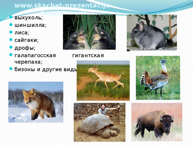 www.skachat-prezentaciju-besplatno.ru выхухоль; шиншилла; лиса; сайгаки; дрофы; галапагосская гигантская черепаха; бизоны и другие виды. 