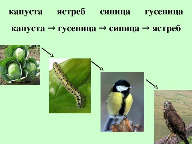 Составьте схемы пищевых цепей начинающихся с растений картофеля