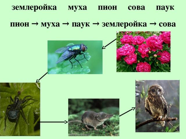 Схема слова жужелица цветная