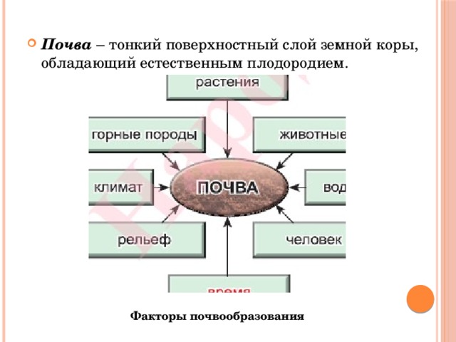 Почва – тонкий поверхностный слой земной коры, обладающий естественным плодородием. Факторы почвообразования 