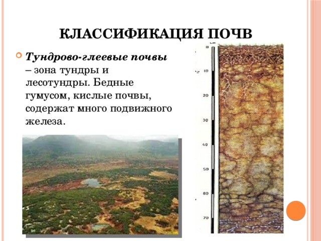 Тундра глеевые природная зона. Тундрово-глеевые почвы России. Тундрово-глеевые почвы профиль. Типы почв Тундровая глеевая. Тундрово-глеевые почвы горизонты.