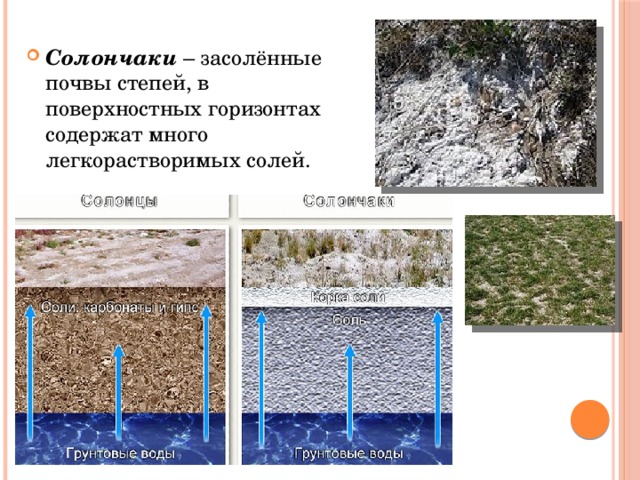 Солончаки – засолённые почвы степей, в поверхностных горизонтах содержат много легкорастворимых солей. 