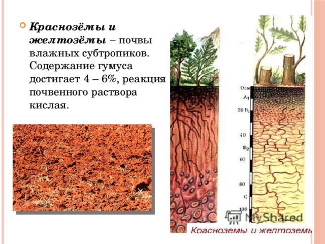 Реакция почвенного раствора. Красноземы и желтоземы. Красноземы и желтоземы влажных лесов почвенный профиль. Краснозёмы почвы в России. Тип почвы России таблица красноземы.