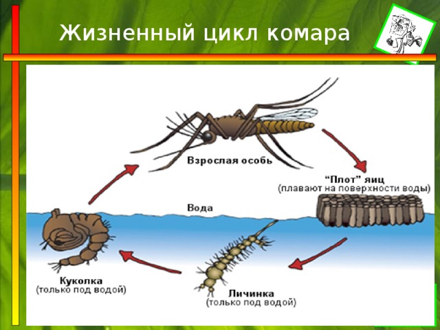 Стадии развития комара в картинках