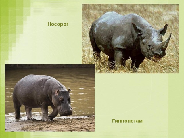 Носорог Гиппопотам 