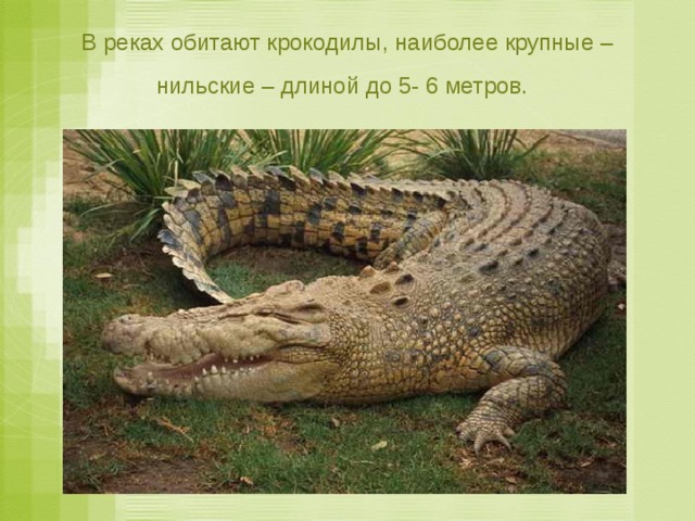 В реках обитают крокодилы, наиболее крупные – нильские – длиной до 5- 6 метров.  