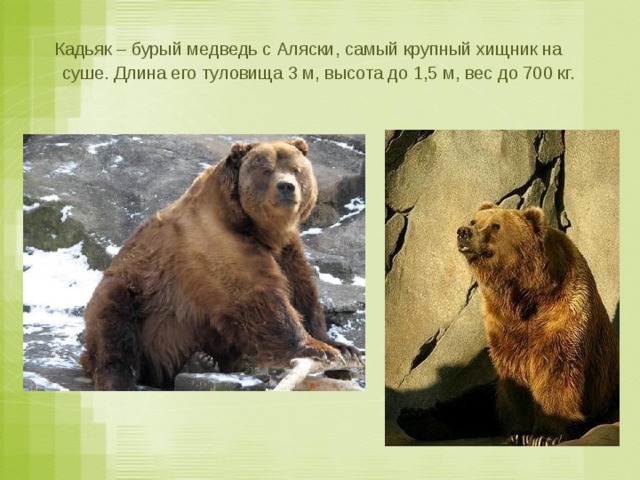  Кадьяк – бурый медведь с Аляски, самый крупный хищник на суше. Длина его туловища 3 м, высота до 1,5 м, вес до 700 кг. 