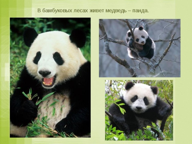 Доклад про большую панду 4 класс
