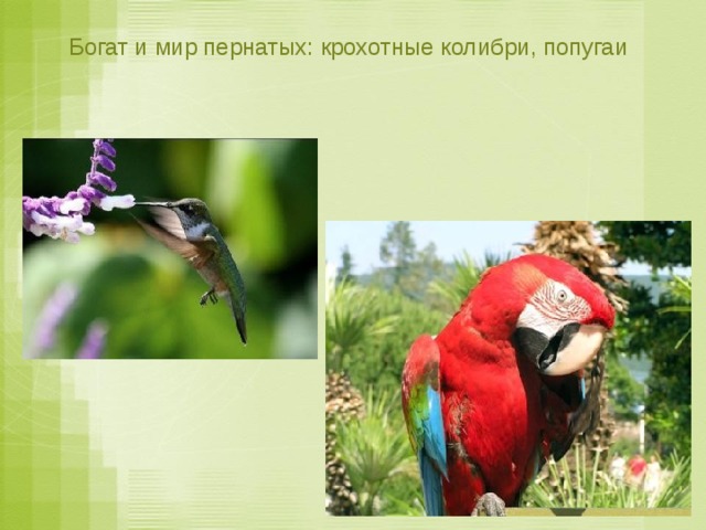  Богат и мир пернатых: крохотные колибри, попугаи 