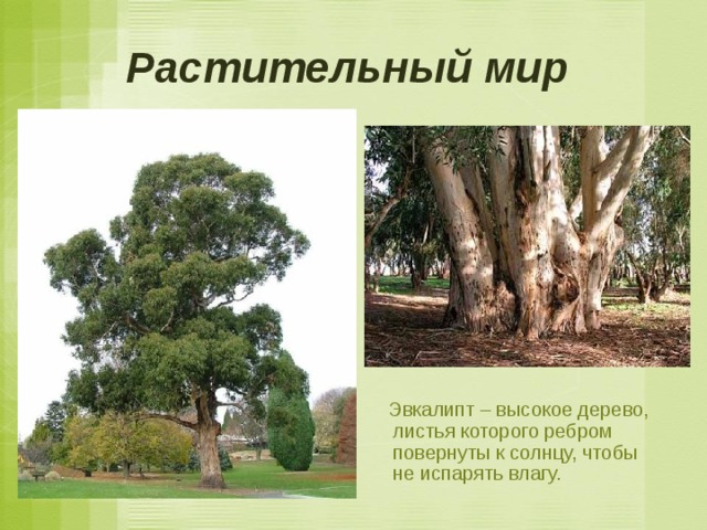 Растительный мир   Эвкалипт – высокое дерево, листья которого ребром повернуты к солнцу, чтобы не испарять влагу. 