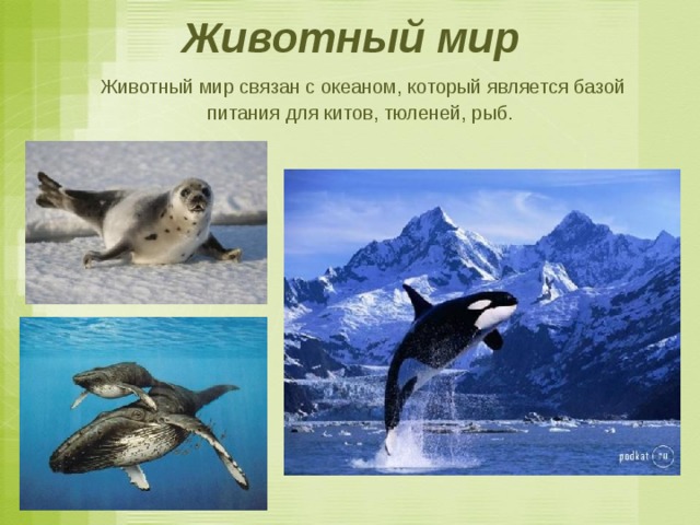 Животный мир  Животный мир связан с океаном, который является базой питания для китов, тюленей, рыб. 