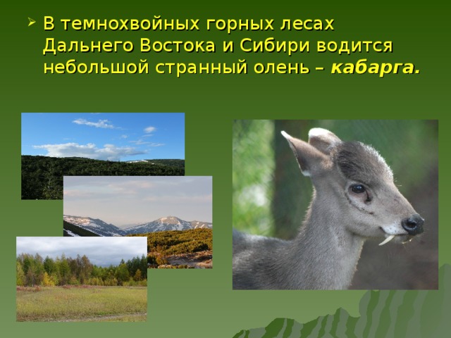 В темнохвойных горных лесах Дальнего Востока и Сибири водится небольшой странный олень – кабарга. 