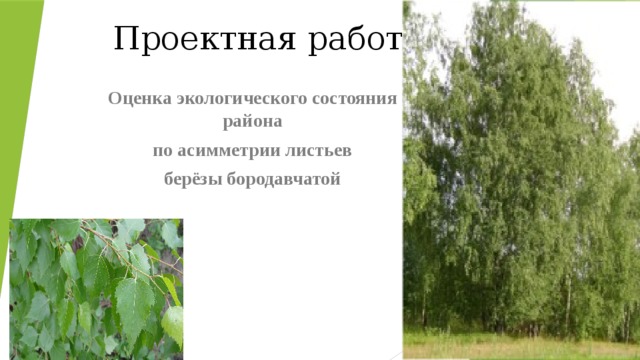 Проектная работа Оценка экологического состояния района  по асимметрии листьев берёзы бородавчатой 