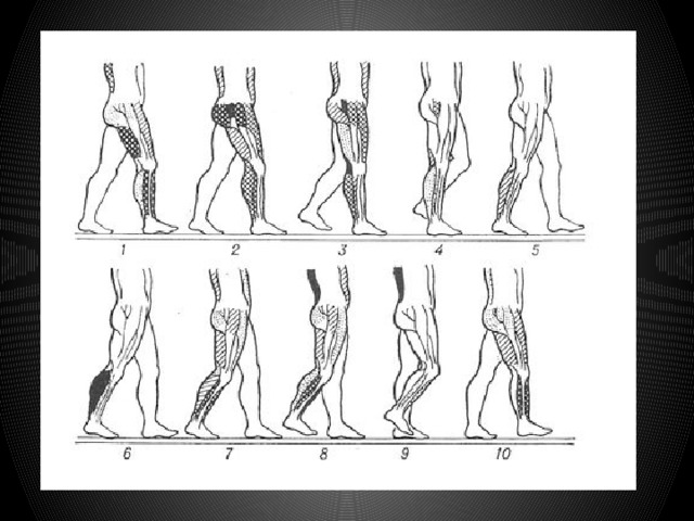 Процесс движения для человека. Биомеханика ходьбы человека норма и патология. Биомеханика шага человека. Биомеханика ходьбы человека. Движение стопы при ходьбе.