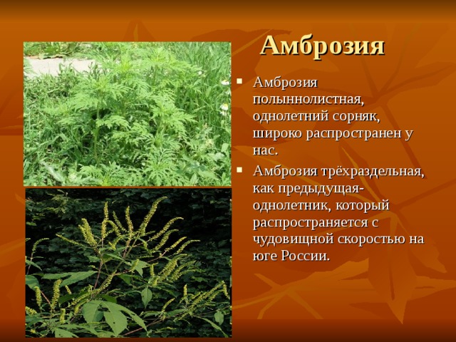 Амброзия в россии. Амброзия трехраздельная. Амброзия полыннолистная. Амброзия полыннолистная и трехраздельная. Амброзия ядовитое растение.