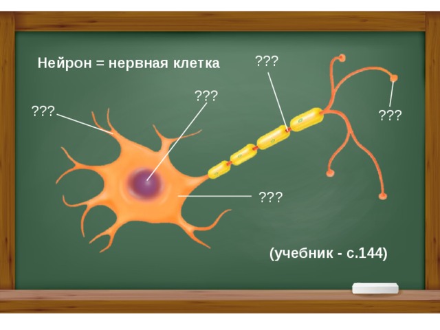 Клетка учебник. Длинный отросток нейрона. Длинный отросток нервной клетки. Короткий отросток нервной клетки. Короткий отросток нейрона.