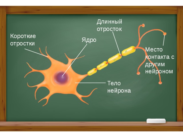 Сколько нейронов в теле этого червя