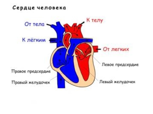 Проект о сердце