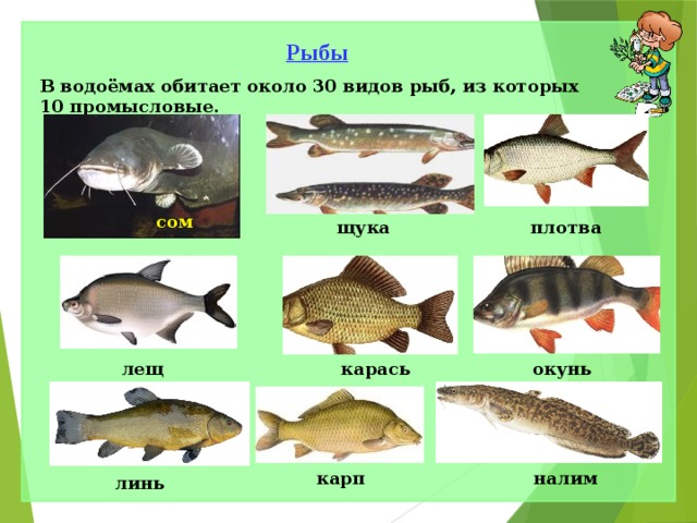 Рыбы В водоёмах обитает около 30 видов рыб, из которых 10 промысловые. сом щука  плотва  лещ окунь карась налим карп линь 