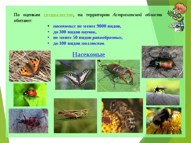 По оценкам  специалистов , на территории Астраханской области обитают:  насекомых не менее 9000 видов,  насекомых не менее 9000 видов,  насекомых не менее 9000 видов,  насекомых не менее 9000 видов,  насекомых не менее 9000 видов,  до 300 видов пауков ,  не менее 50 видов ракообразных,   до 100 видов моллюсков .  до 300 видов пауков ,  не менее 50 видов ракообразных,   до 100 видов моллюсков .  до 300 видов пауков ,  не менее 50 видов ракообразных,   до 100 видов моллюсков .  до 300 видов пауков ,  не менее 50 видов ракообразных,   до 100 видов моллюсков .  до 300 видов пауков ,  не менее 50 видов ракообразных,   до 100 видов моллюсков . Насекомые 