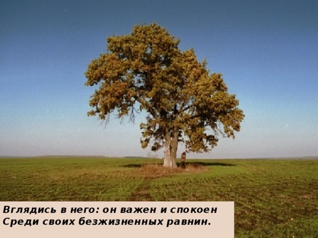 Стихотворение одинокий дуб заболоцкого. Одинокий дуб Заболоцкий. Заболотский одинокий дуб. Н Заболоцкий одинокий дуб.
