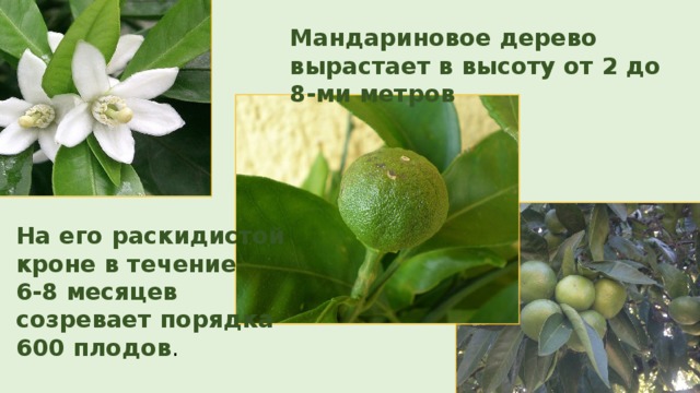 Мандариновое дерево вырастает в высоту от 2 до 8-ми метров На его раскидистой кроне в течение 6-8 месяцев созревает порядка 600 плодов . 