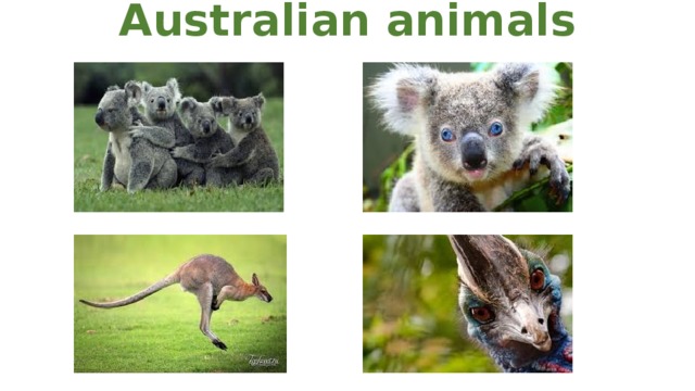 Australian animals 