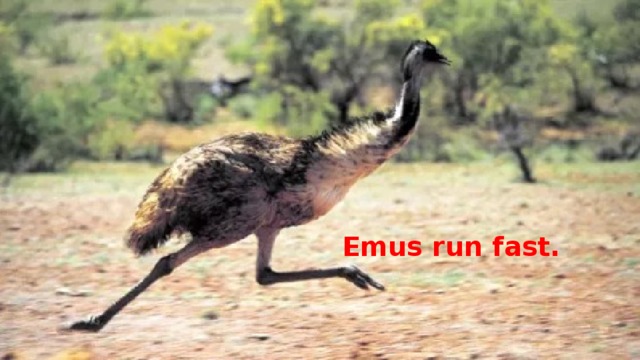 Emus run fast. 