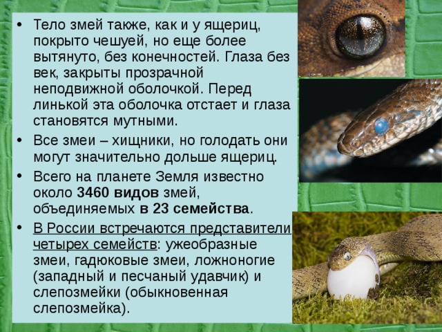 Тело змей также, как и у ящериц, покрыто чешуей, но еще более вытянуто, без конечностей. Глаза без век, закрыты прозрачной неподвижной оболочкой. Перед линькой эта оболочка отстает и глаза становятся мутными. Все змеи – хищники, но голодать они могут значительно дольше ящериц. Всего на планете Земля известно около 3460 видов змей, объединяемых в 23 семейства . В России встречаются представители четырех семейств : ужеобразные змеи, гадюковые змеи, ложноногие (западный и песчаный удавчик) и слепозмейки (обыкновенная слепозмейка). 