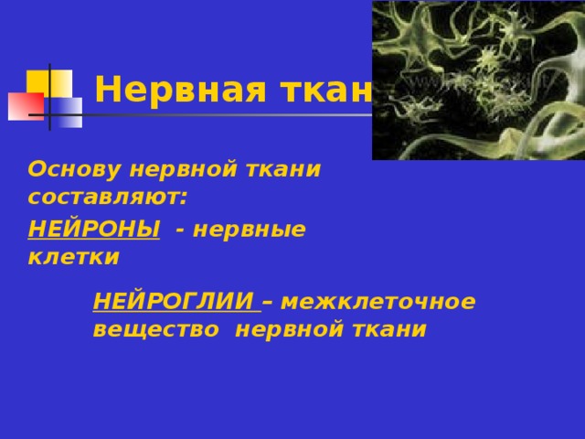 Нервная ткань Основу нервной ткани составляют: НЕЙРОНЫ - нервные клетки НЕЙРОГЛИИ – межклеточное вещество нервной ткани