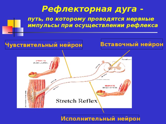 Рефлекторная дуга -  путь, по которому проводятся нервные импульсы при осуществлении рефлекса Вставочный нейрон Чувствительный нейрон Исполнительный нейрон
