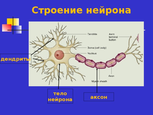 Строение нейрона дендриты тело нейрона аксон