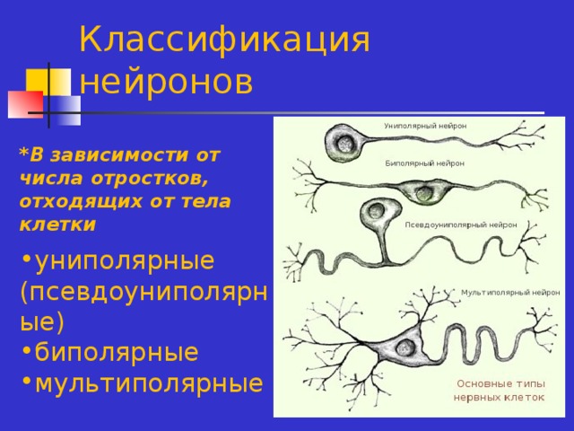 Классификация нейронов *В зависимости от числа отростков, отходящих от тела клетки