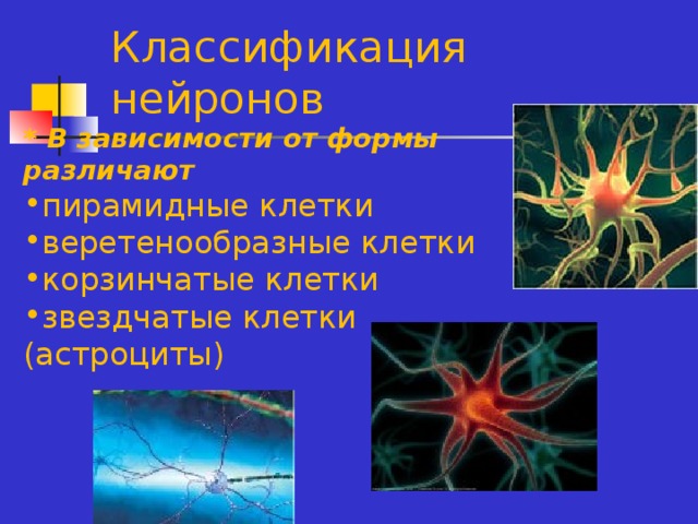 Классификация нейронов * В зависимости от формы различают