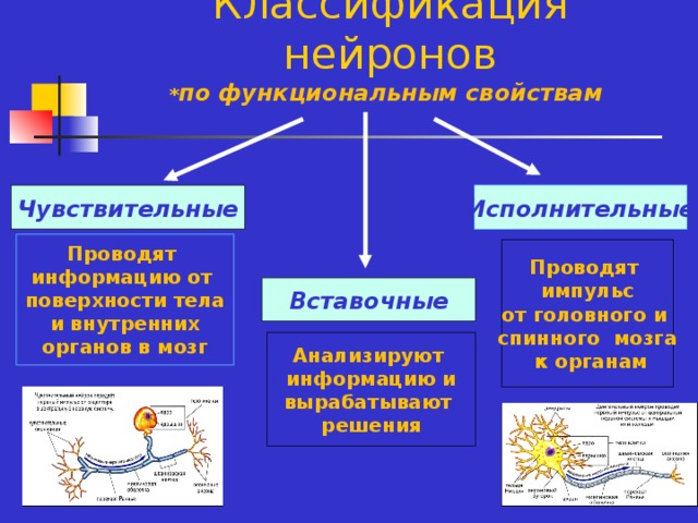 Классификация нейронов  * по функциональным свойствам Чувствительные Исполнительные Проводят информацию от поверхности тела и внутренних органов в мозг Проводят импульс от головного и спинного мозга  к органам Вставочные Анализируют информацию и вырабатывают решения