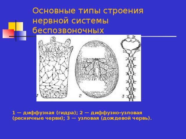 Основные типы строения нервной системы беспозвоночных 1 — диффузная (гидра); 2 — диффузно-узловая (ресничные черви); 3 — узловая (дождевой червь).