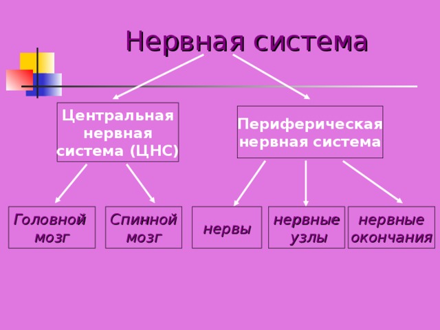 Нервная система Центральная нервная система (ЦНС) Периферическая нервная система Головной мозг Спинной мозг нервы нервные  узлы нервные окончания