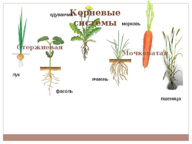 Корневая система моркови. Мочковатая корневая система у ячменя. Тип корневой системы у моркови. Мочковатая корневая система у моркови. Типы корней у моркови.