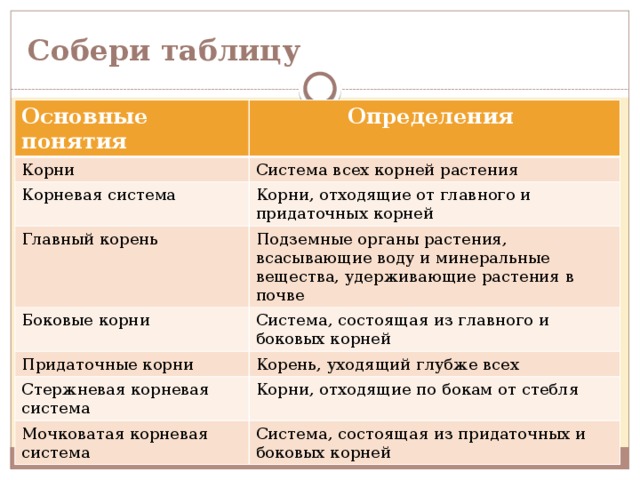 Корни. Корневые системы.